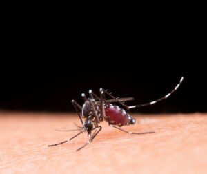 Read more about the article why do mosquitoes bite me so much ?